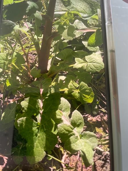Sonchus oleraceus